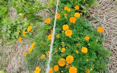 Associations de légumes au potager