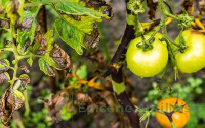 Mildiou de la tomate.