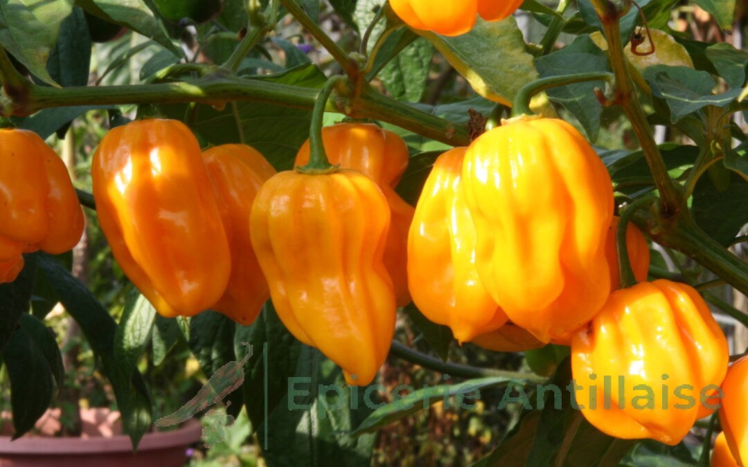 Aji Dulce Amarillo