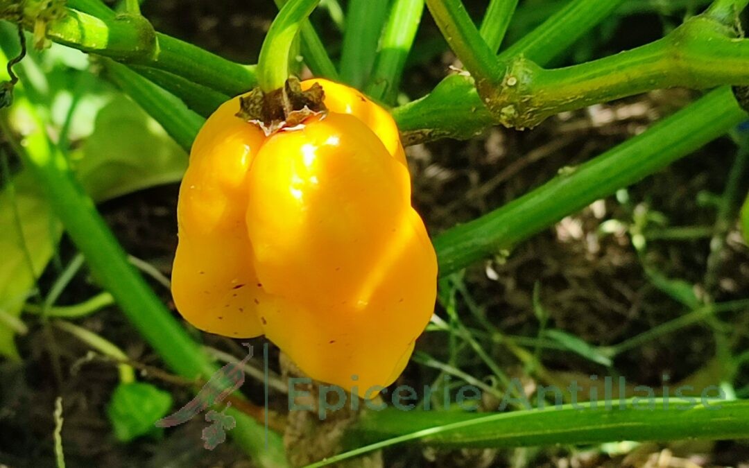 Habanero Jaune