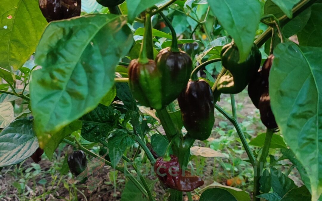 Habanero Chocolat