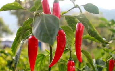 Cayenne