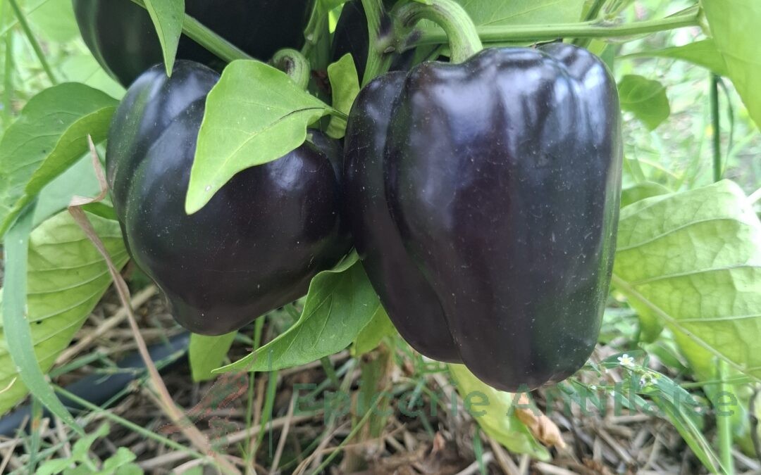 Poivron Purple Bell