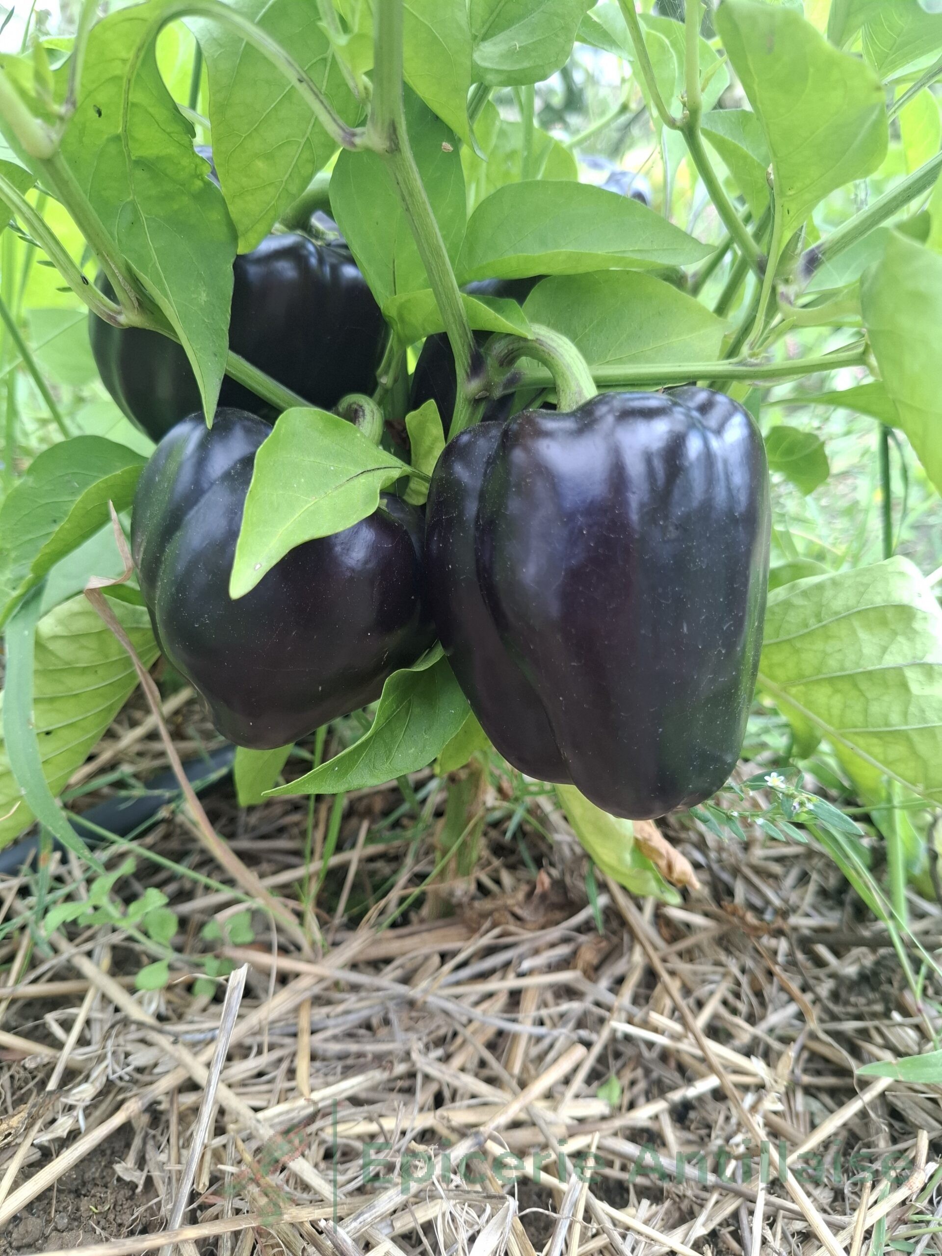 Poivron Purple Bell