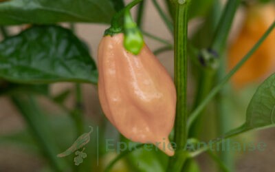 Sweet Peach Habanero