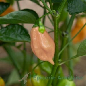 Sweet Peach habanero