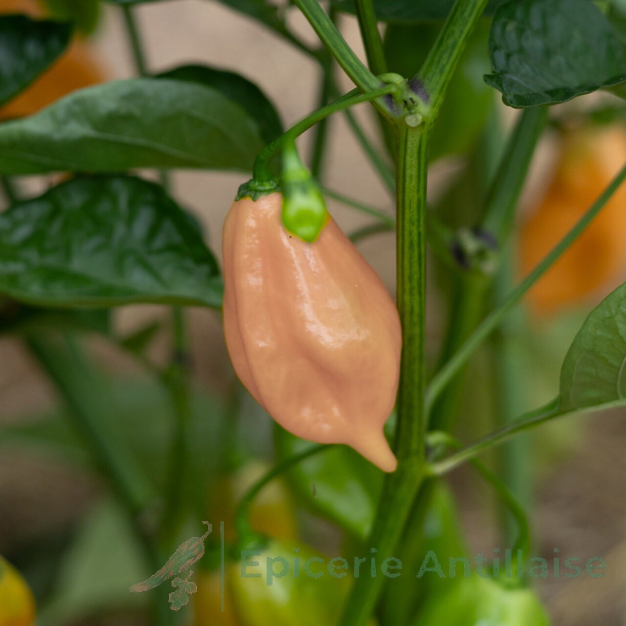 Sweet Peach habanero