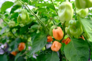 Habanero Giant Peach
