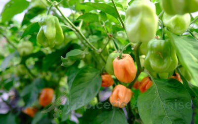 Habanero Giant Peach